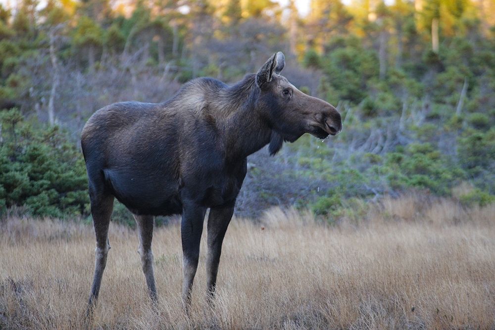 Canada-Nova Scotia-Cape Breton Highlands National Park